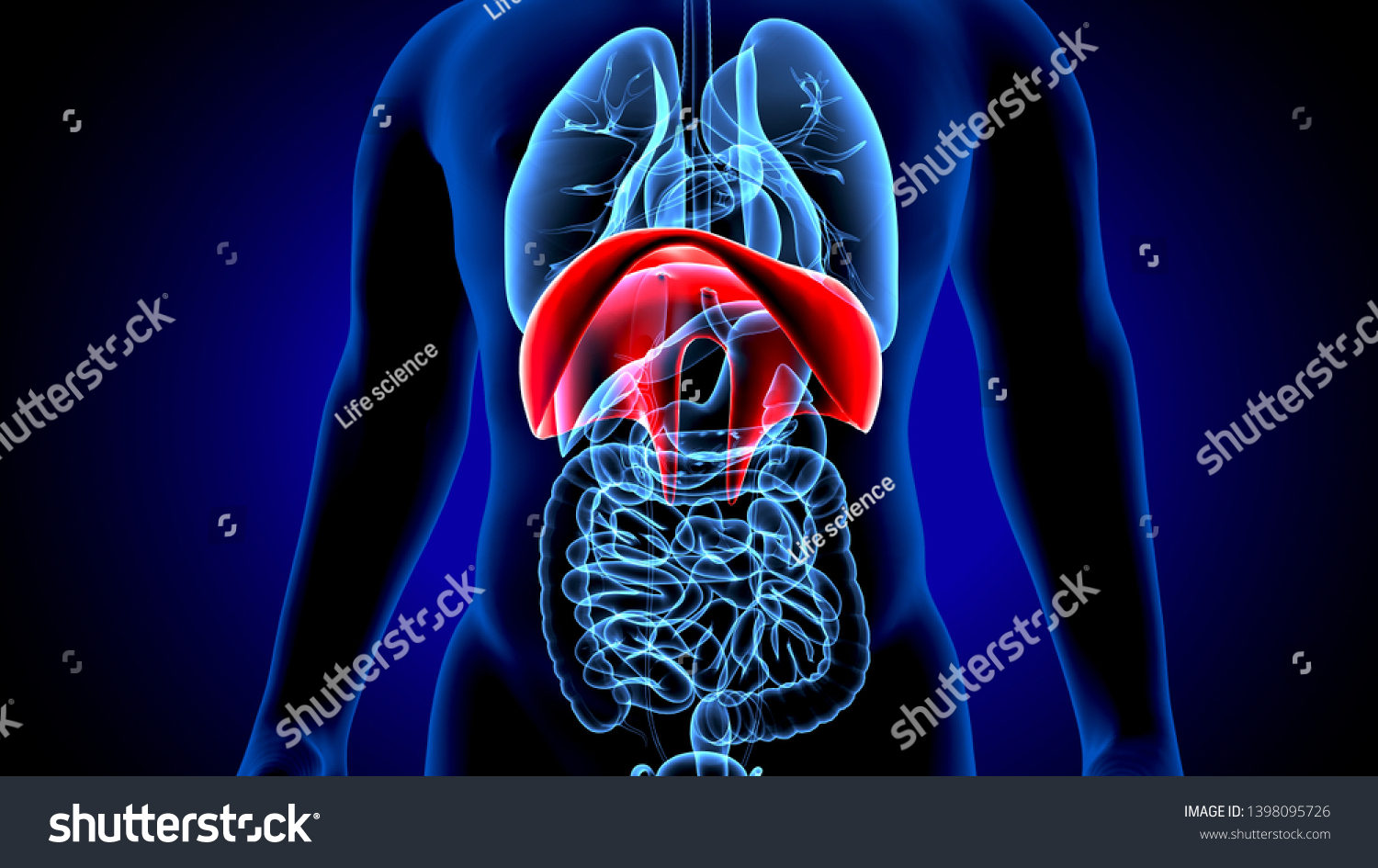 3d Illustration Human Body Organs Diaphragm Stock Illustration 1398095726