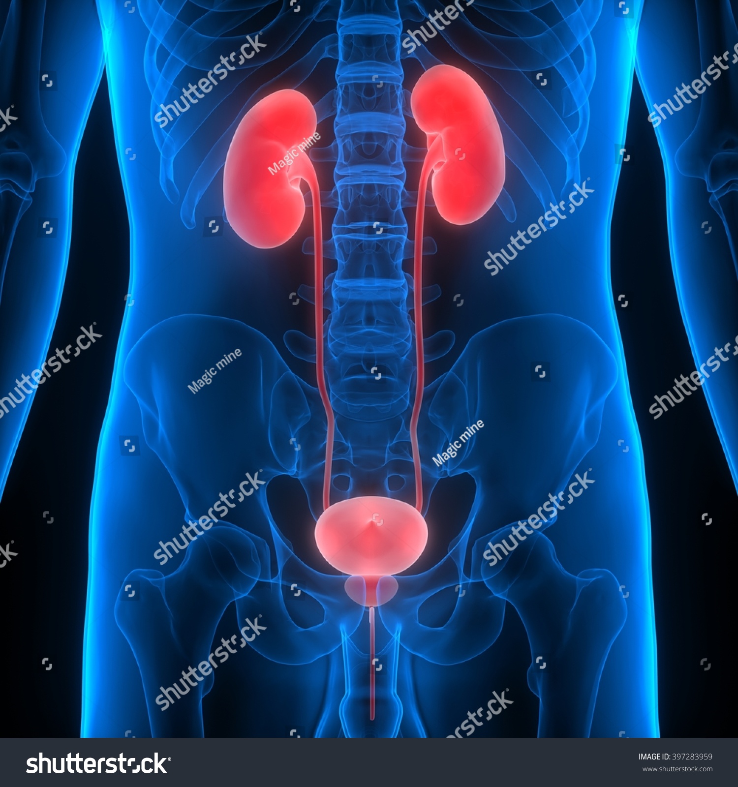 3d Illustration Of Human Body Organs (Kidneys) - 397283959 : Shutterstock