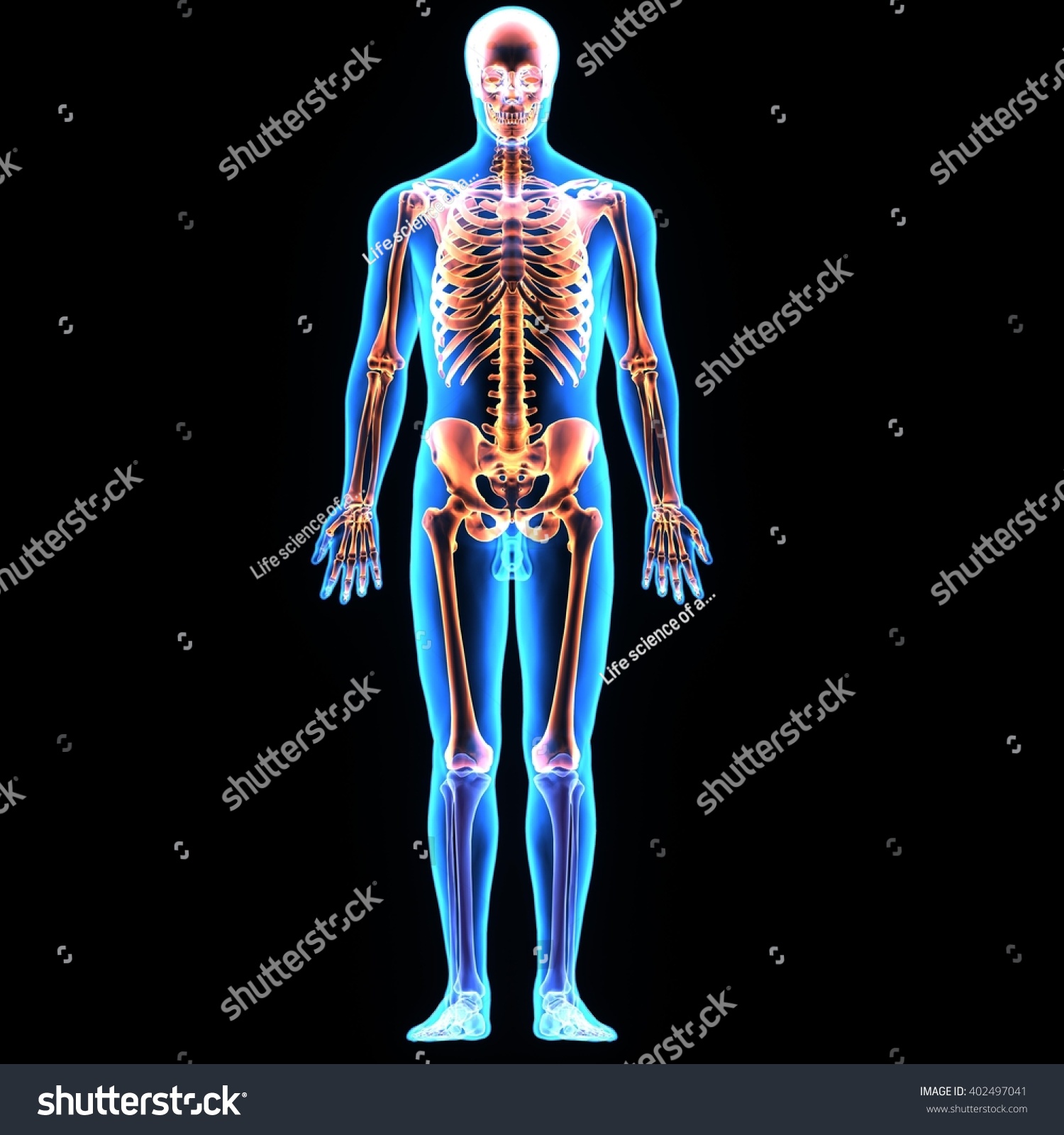 Human Skeleton With Organs Diagram