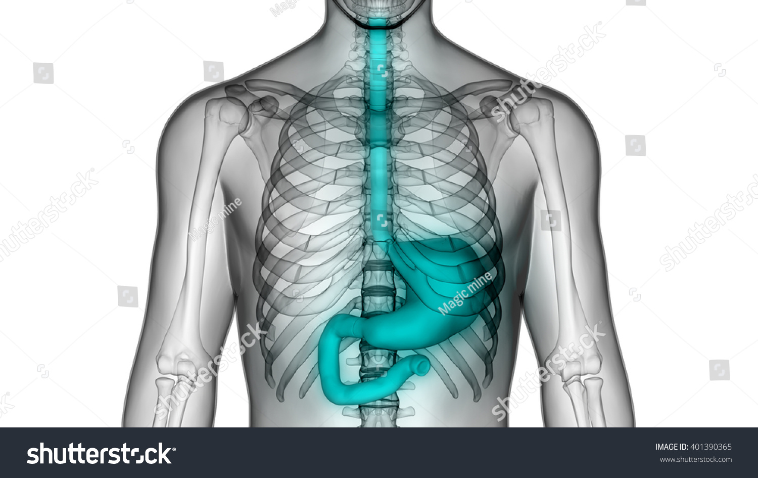 3d Illustration Of Human Body Organs (Stomach Anatomy) - 401390365