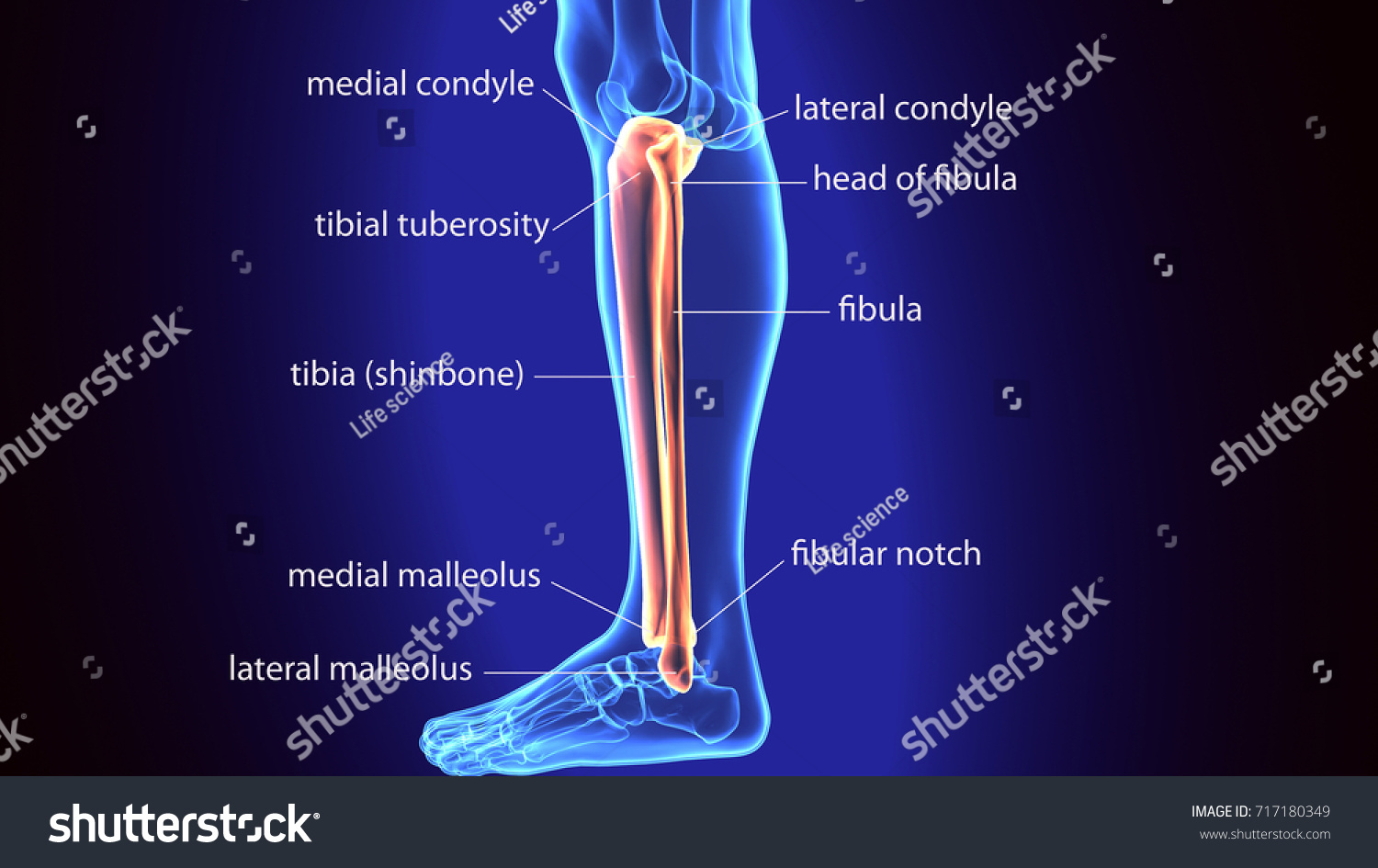 3d Illustration Human Body Tibia Fibula Stock Illustration 717180349