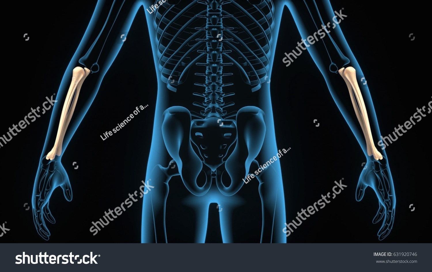 3d Illustration Human Body Ulna Anatomy Stock Illustration 631920746 6091