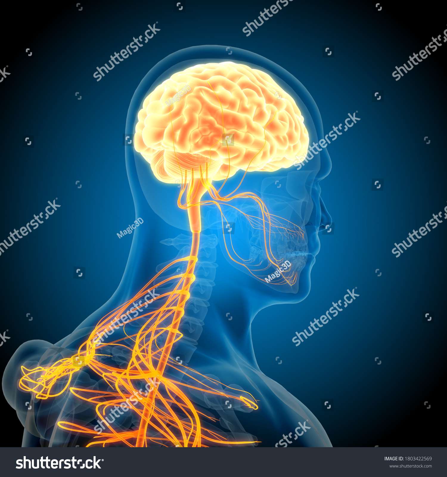 d Illustration Human Brain Anatomy Stok İllüstrasyon Shutterstock