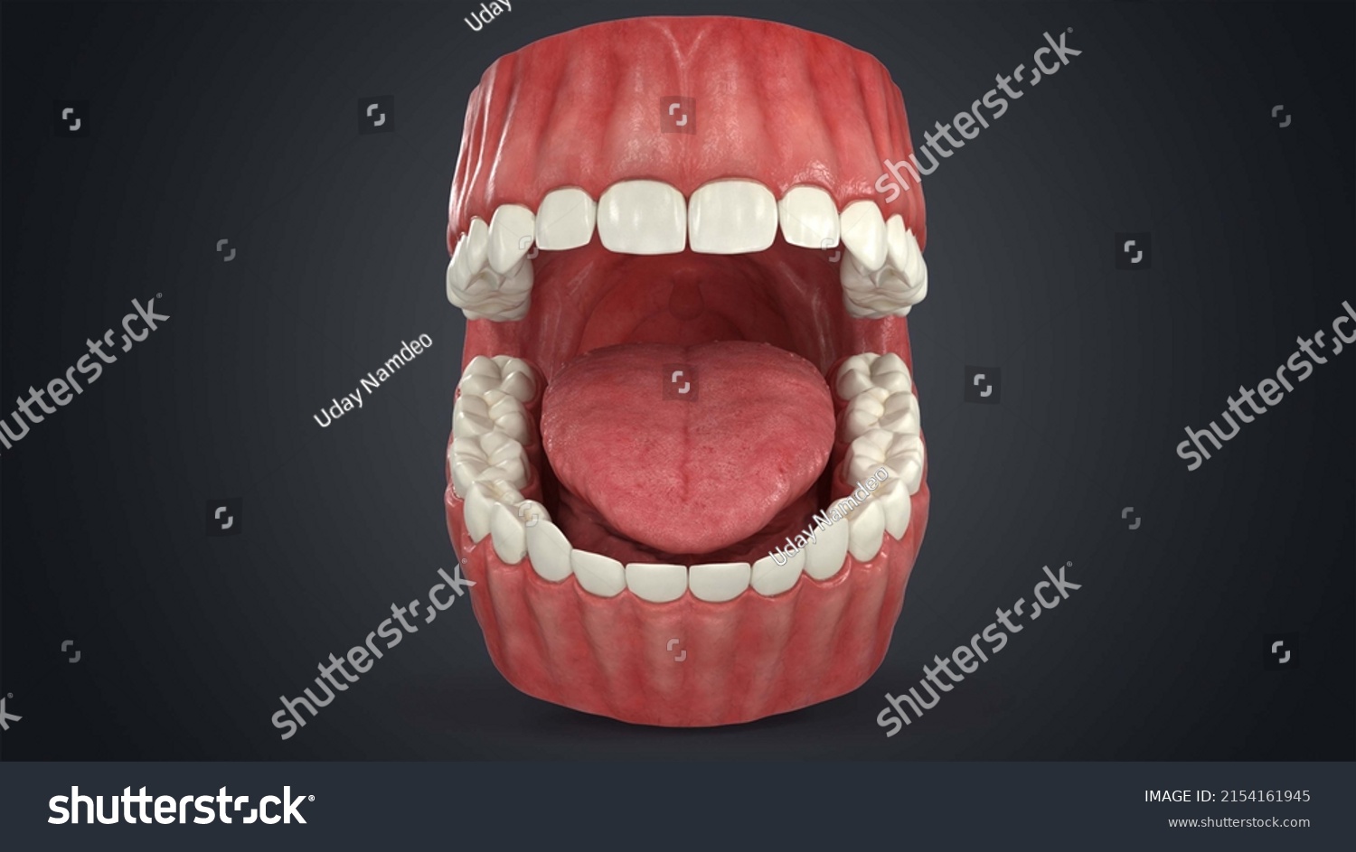 3d Illustration Human Dentition Model Gums Stock Illustration 2154161945 Shutterstock