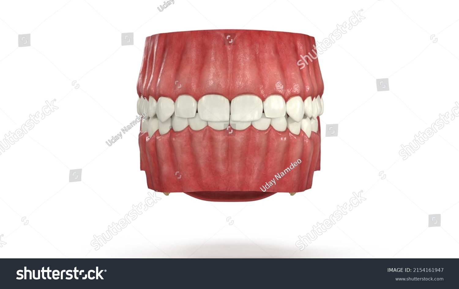 3d Illustration Human Dentition Model Gums Stock Illustration 2154161947 Shutterstock