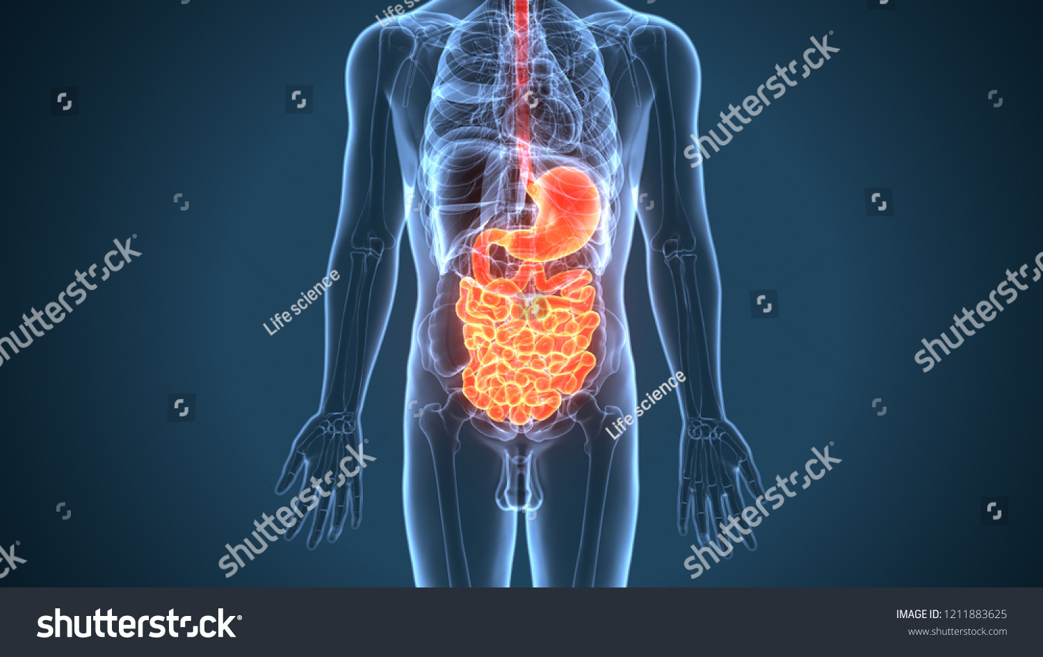 3d Illustration Human Digestive System Anatomy Stock Illustration ...