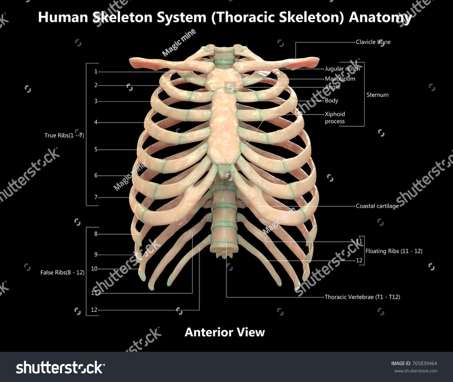 D Illustration Human Skeleton System Thoracic Stock Illustration Shutterstock