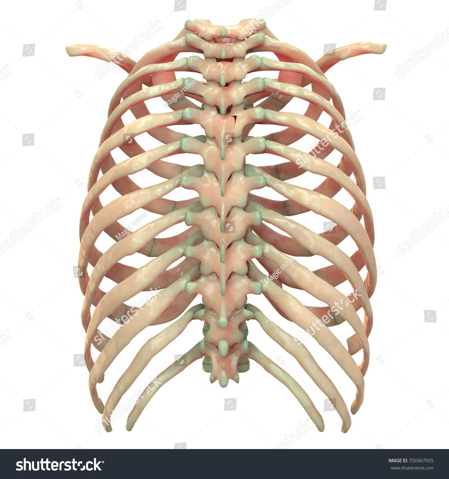 D Illustration Human Skeleton System Thoracic Stock Illustration Shutterstock