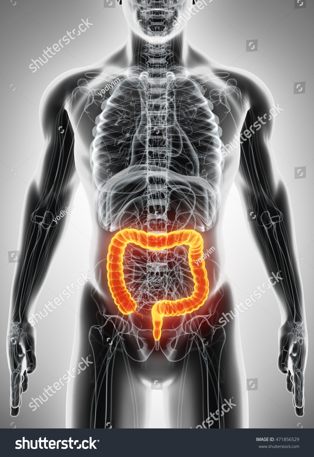 3d Illustration Of Large Intestine, Part Of Digestive System 