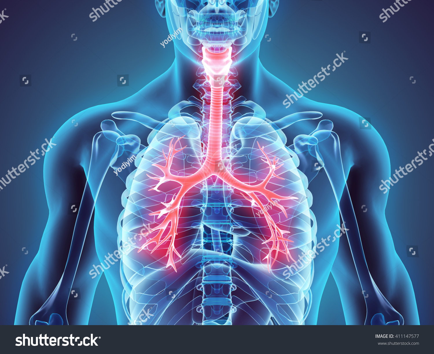 3d Illustration Larynx Trachea Bronchi Part Stock Illustration ...