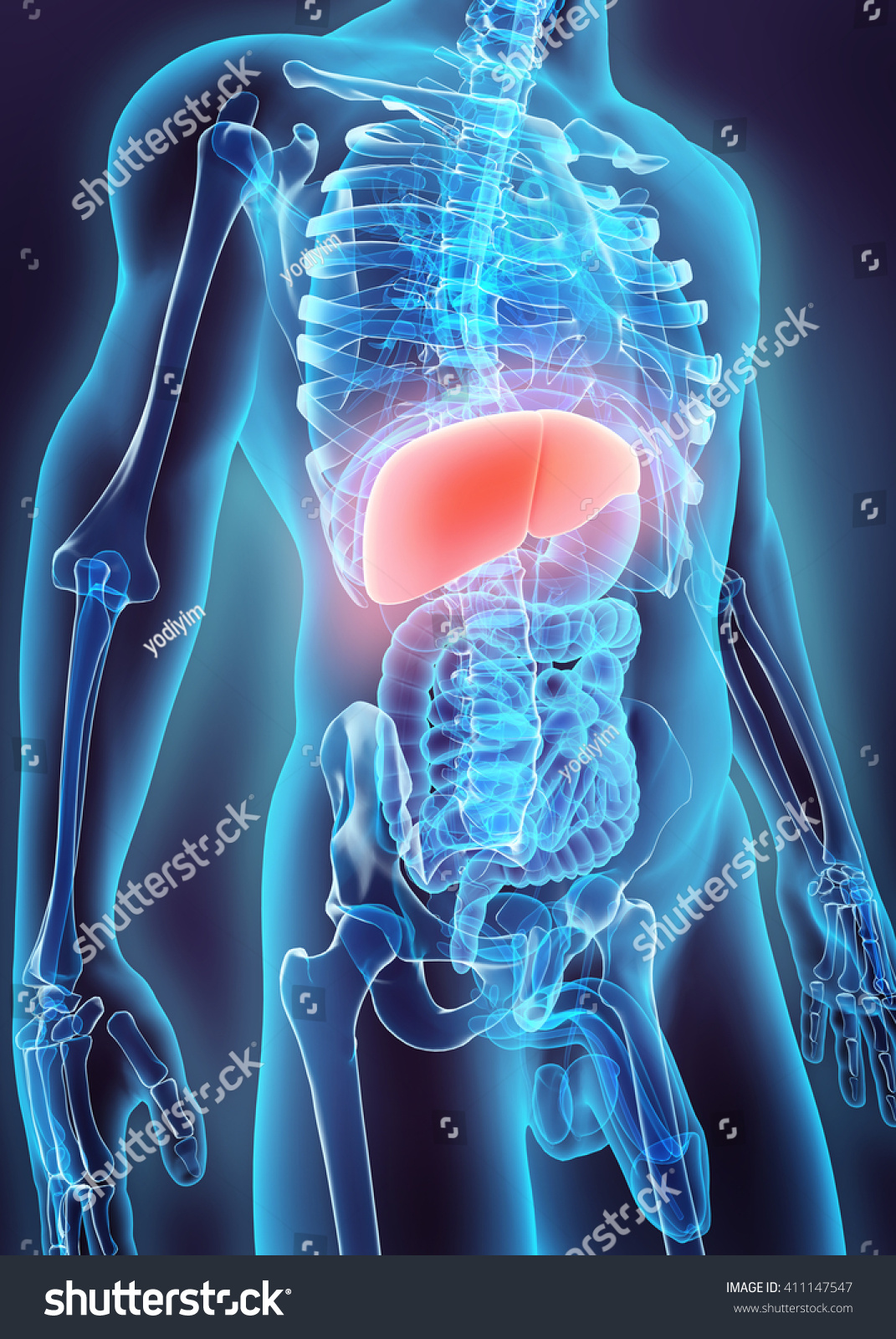 3d Illustration Of Liver - Part Of Digestive System. - 411147547