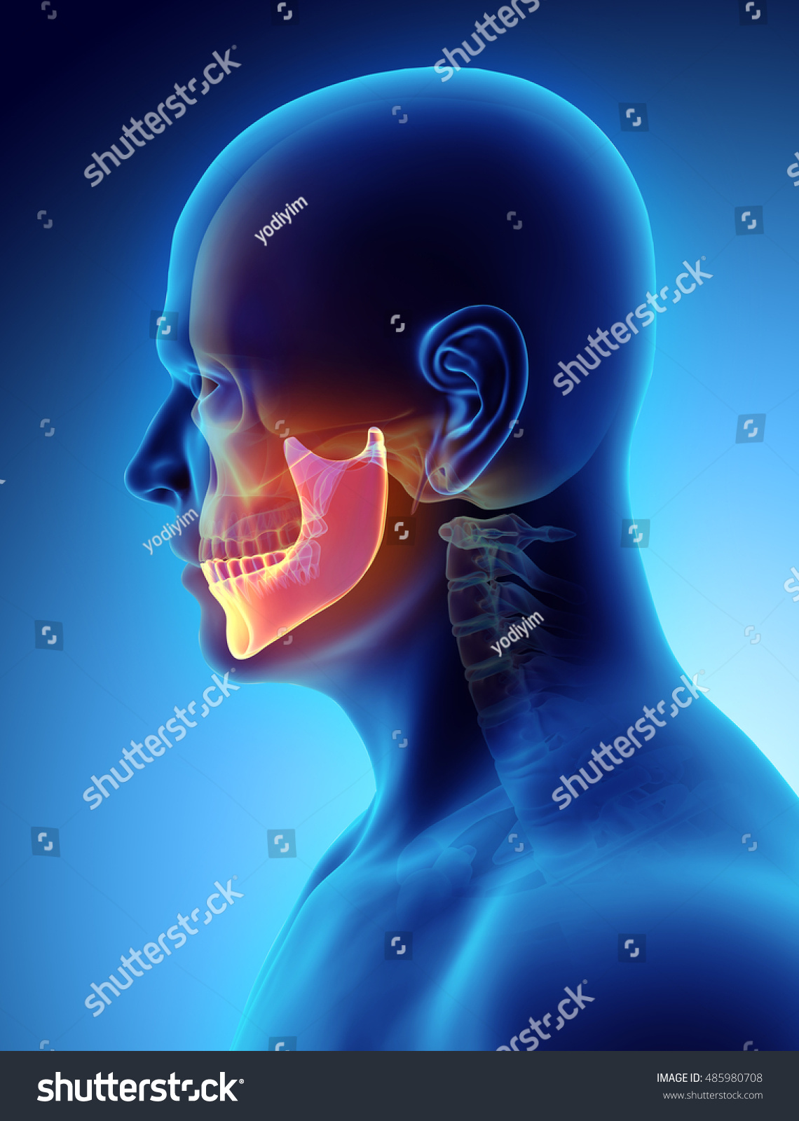 3d Illustration Mandible Part Human Skeleton Stock Illustration 485980708 Shutterstock 2618