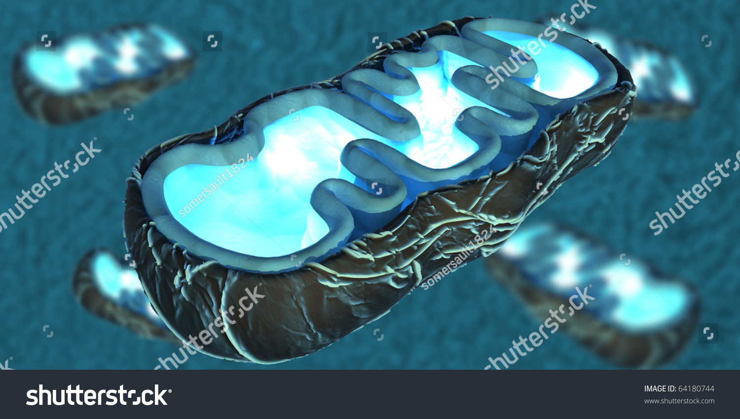 3d Illustration Mitochondria Energy Providers Eukaryotic Stock ...