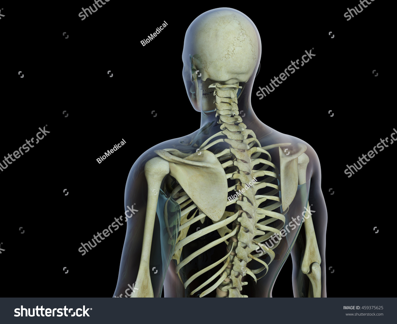 3d Illustration Of Skeleton, Back View - 459375625 : Shutterstock