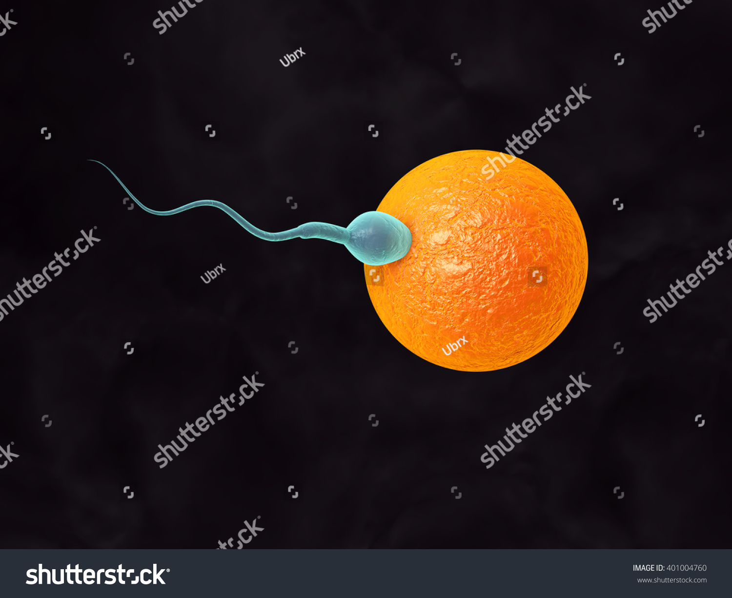 3d Illustration Sperm Fertile Human Egg Stock Illustration 401004760