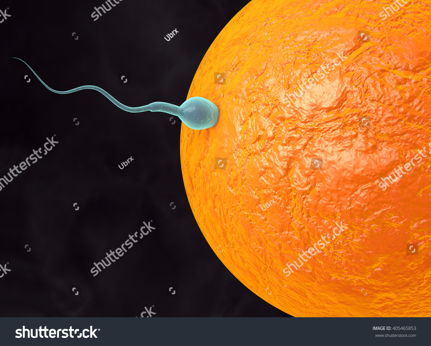 Daughters of milf Sperm wiggling fertile egg