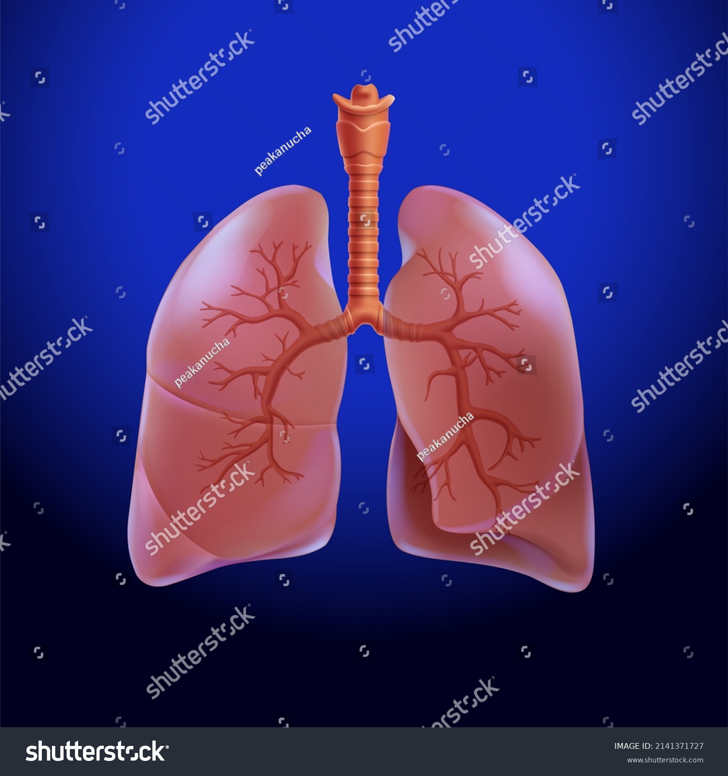 3d Illustration Human Lung Partially Transparent Stock Illustration ...