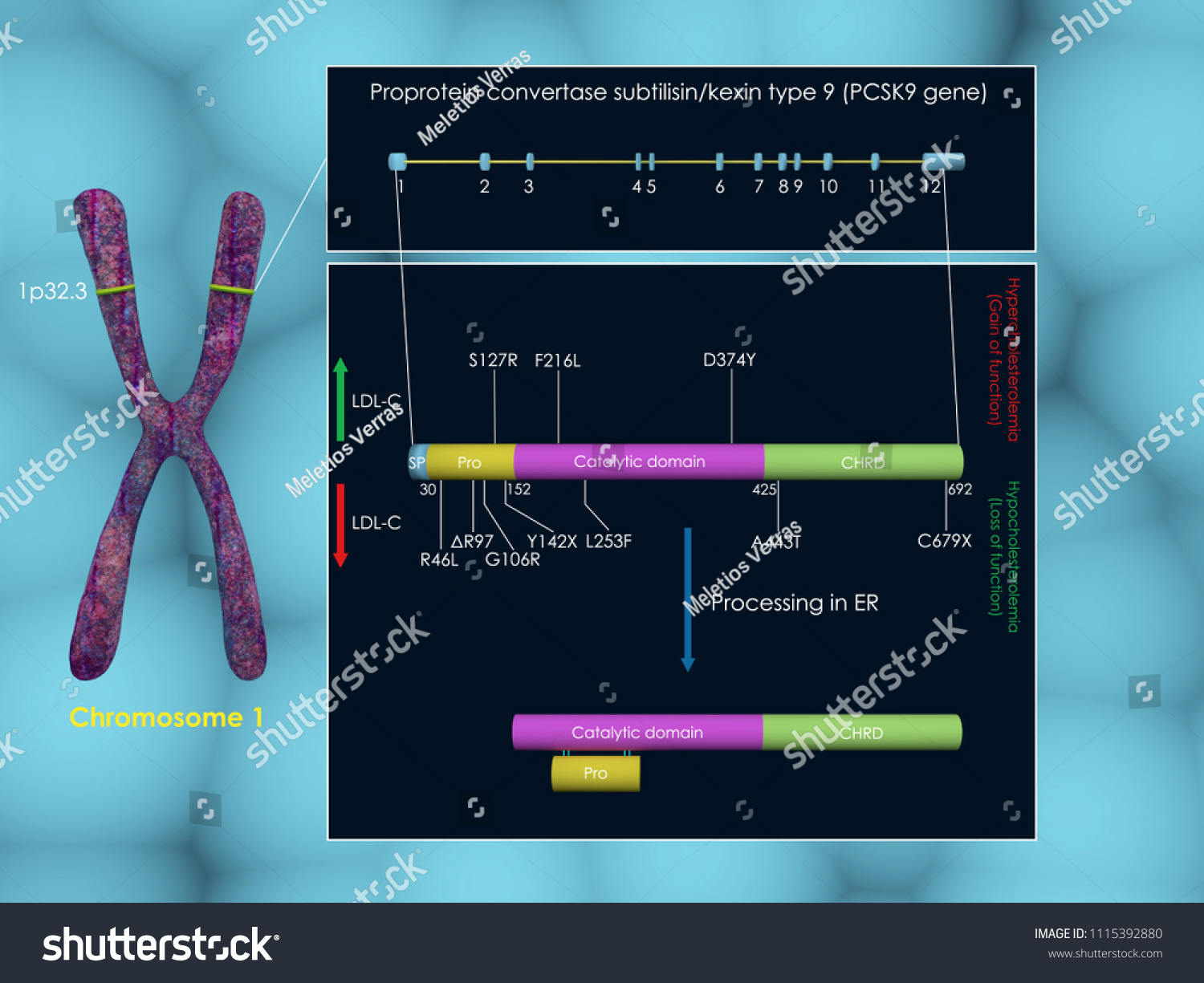 3d Illustration Pcsk9 Gene Structure Ilustración De Stock 1115392880 Shutterstock 