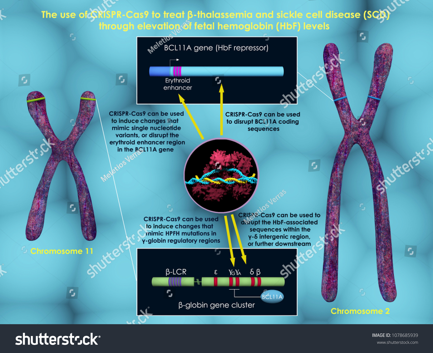 Bcl11a Images, Stock Photos & Vectors | Shutterstock