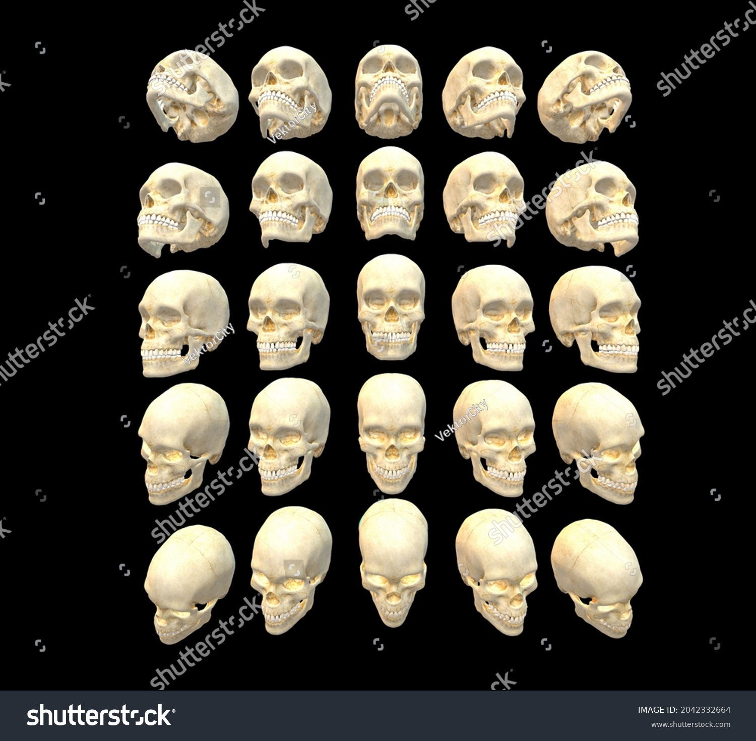 336件の「skull Reference」の画像、写真素材、ベクター画像 Shutterstock