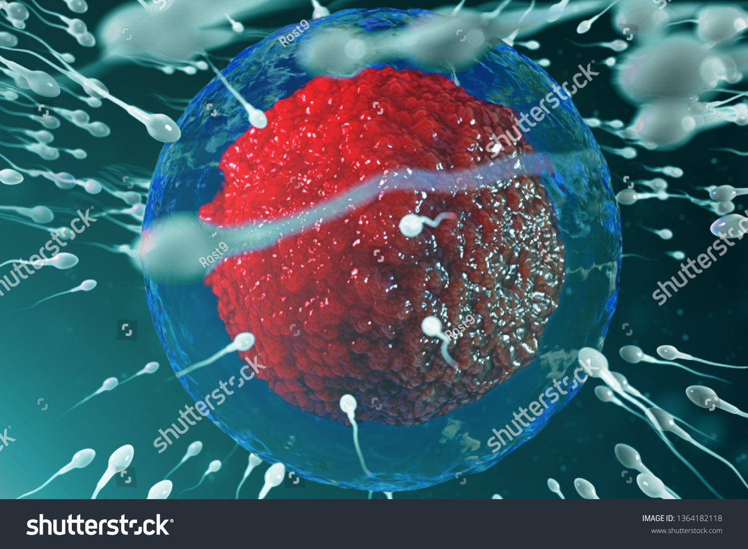 3d Illustration Sperm Egg Cell Ovum Stock Illustration 1364182118 
