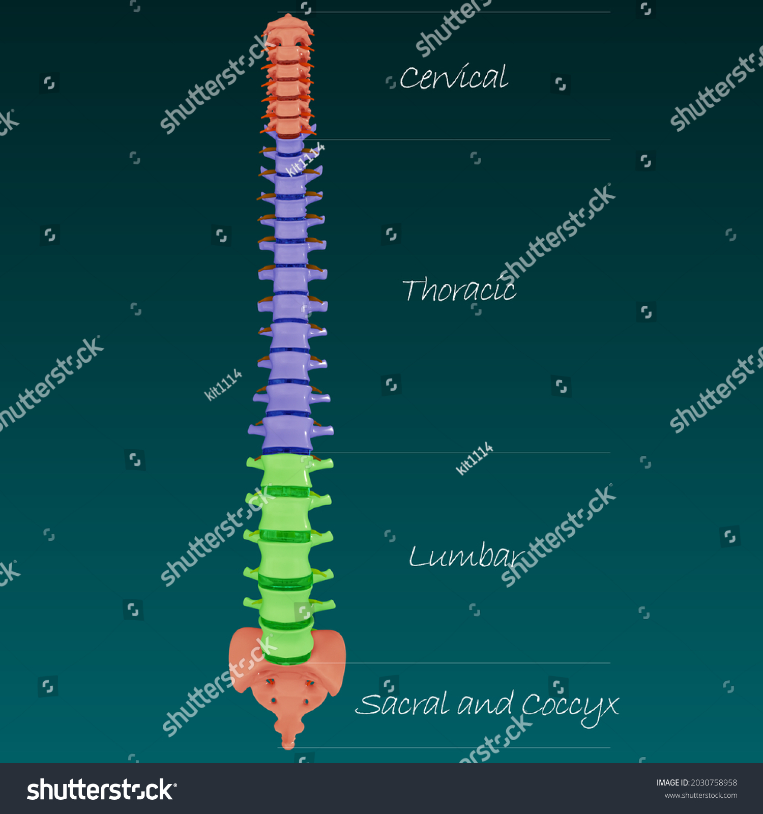 3d Illustration Vertebral Column Human Skeleton Stock Illustration ...