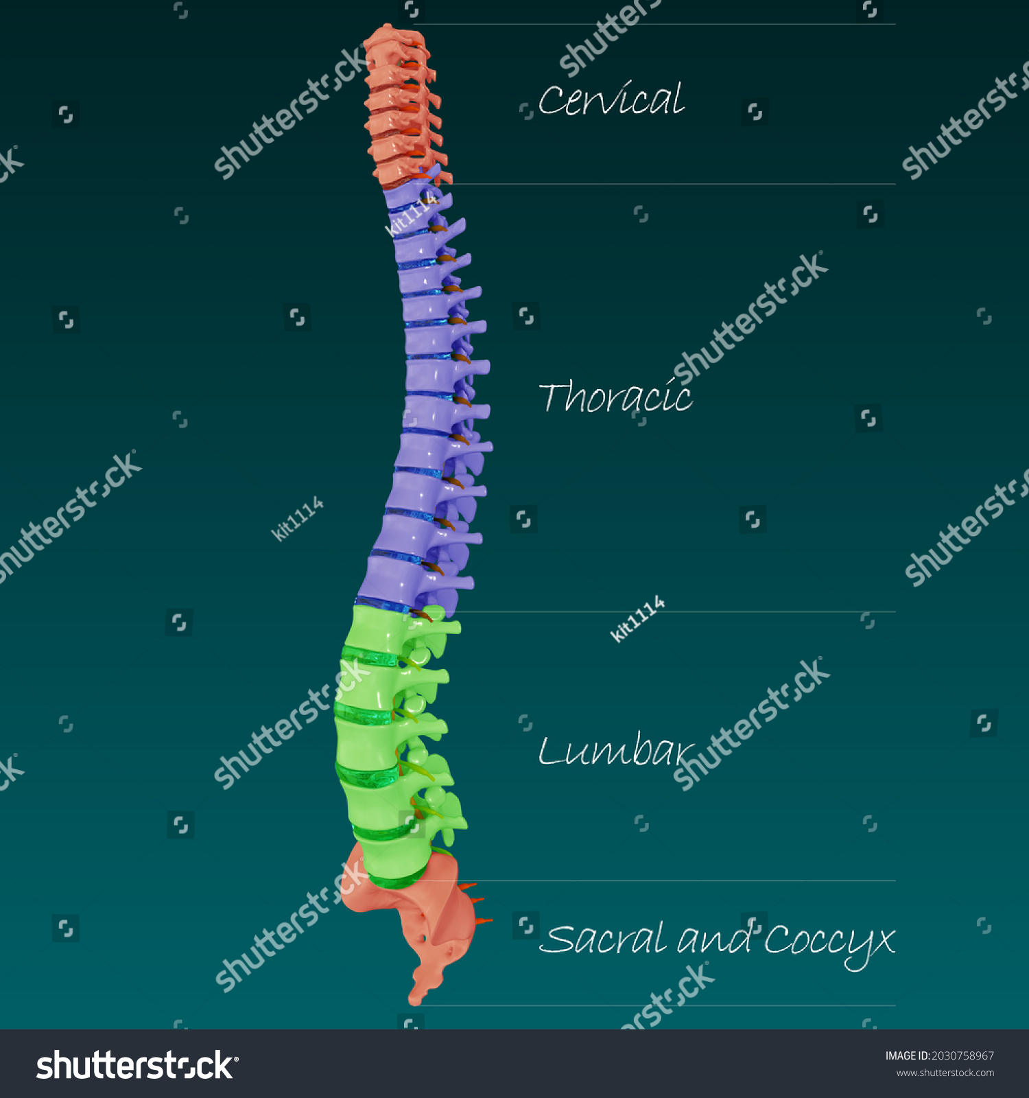 3d Illustration Vertebral Column Human Skeleton Stock Illustration ...