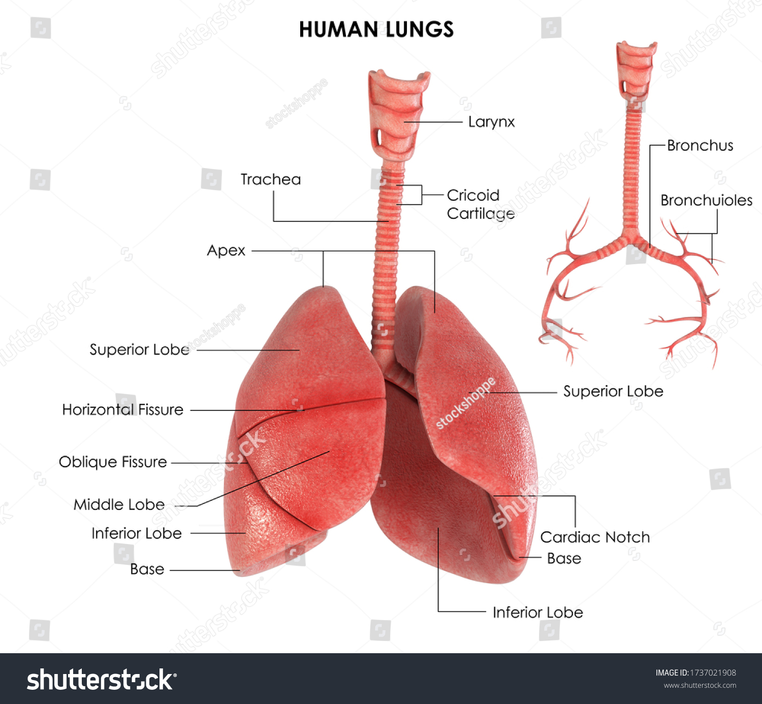 92 Lung apex Images, Stock Photos & Vectors | Shutterstock