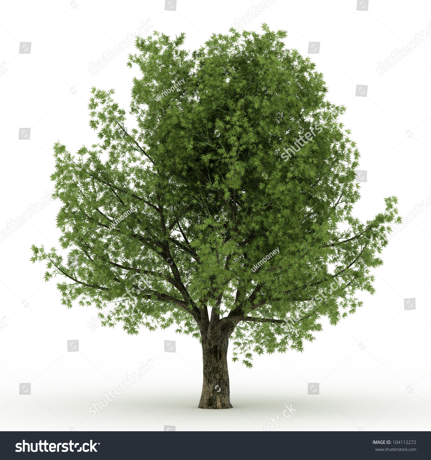 3 D Japanese Maple Tree Isolated Over Stock Illustration 104112272