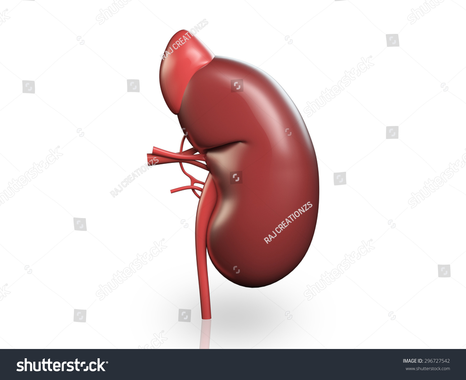 3d Kidney Isolated On White Background Stock Photo 296727542 : Shutterstock