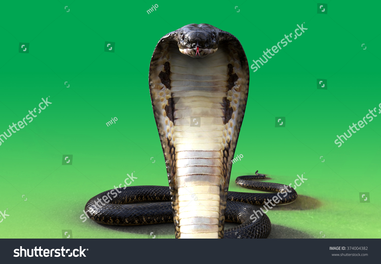 3d King Cobra Snake Isolated On Stock Illustration 374004382 | Shutterstock