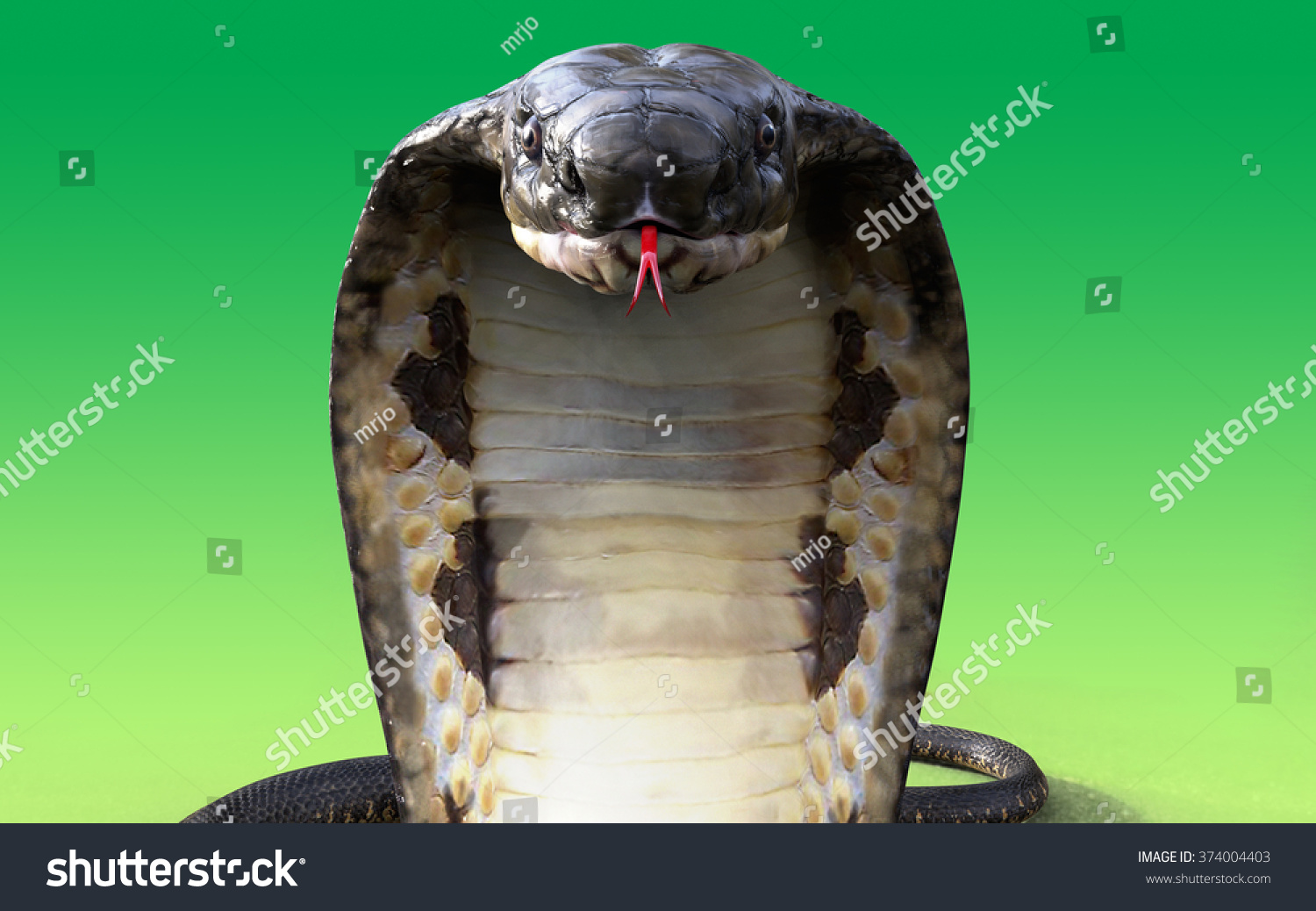 3d King Cobra Snake Isolated On Stock Illustration 374004403 | Shutterstock