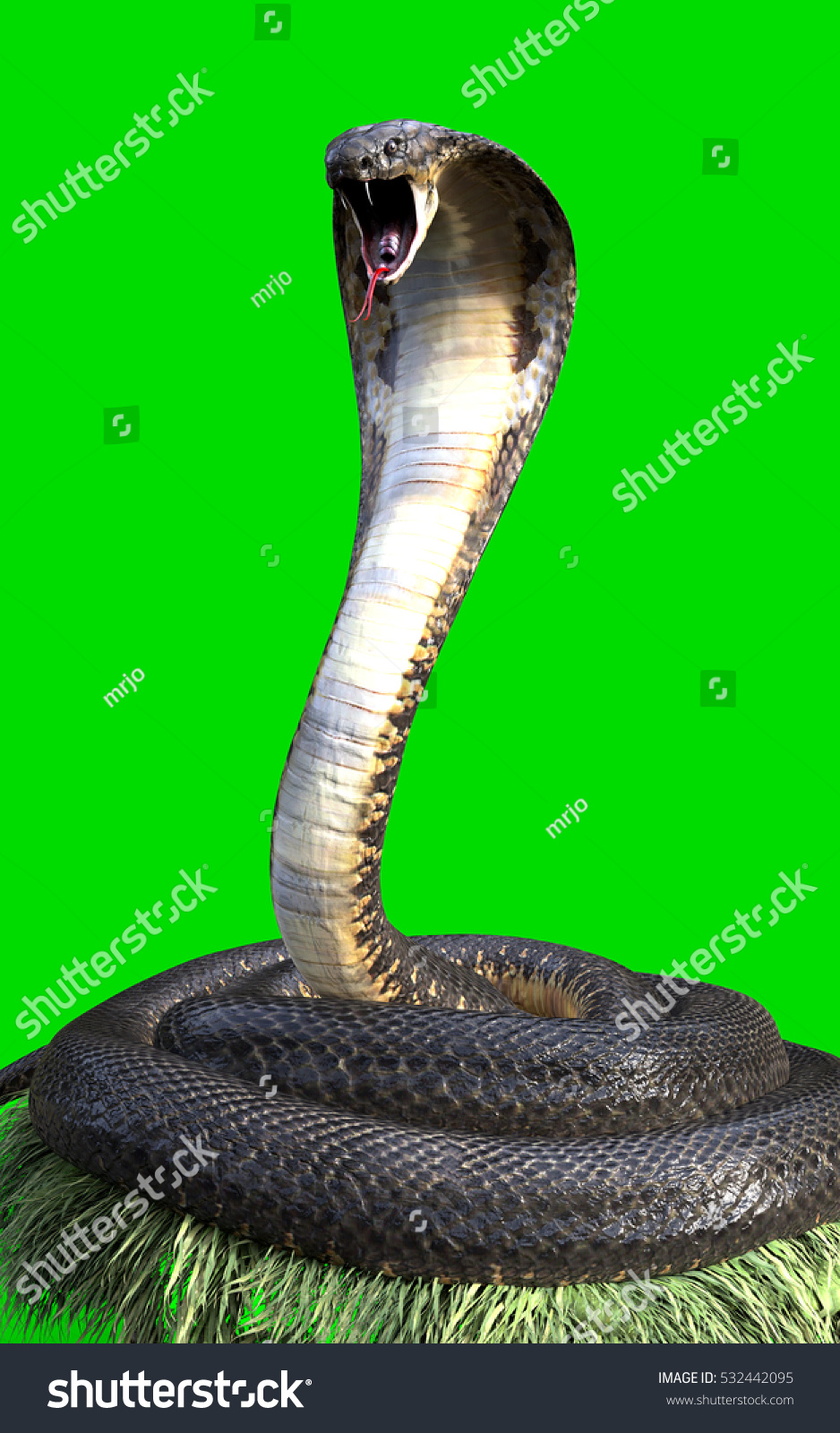 緑の背景に世界最長の毒蛇 キングコブラヘビ3dイラスト キングコブラヘビ3d草の上でのレンダリング のイラスト素材