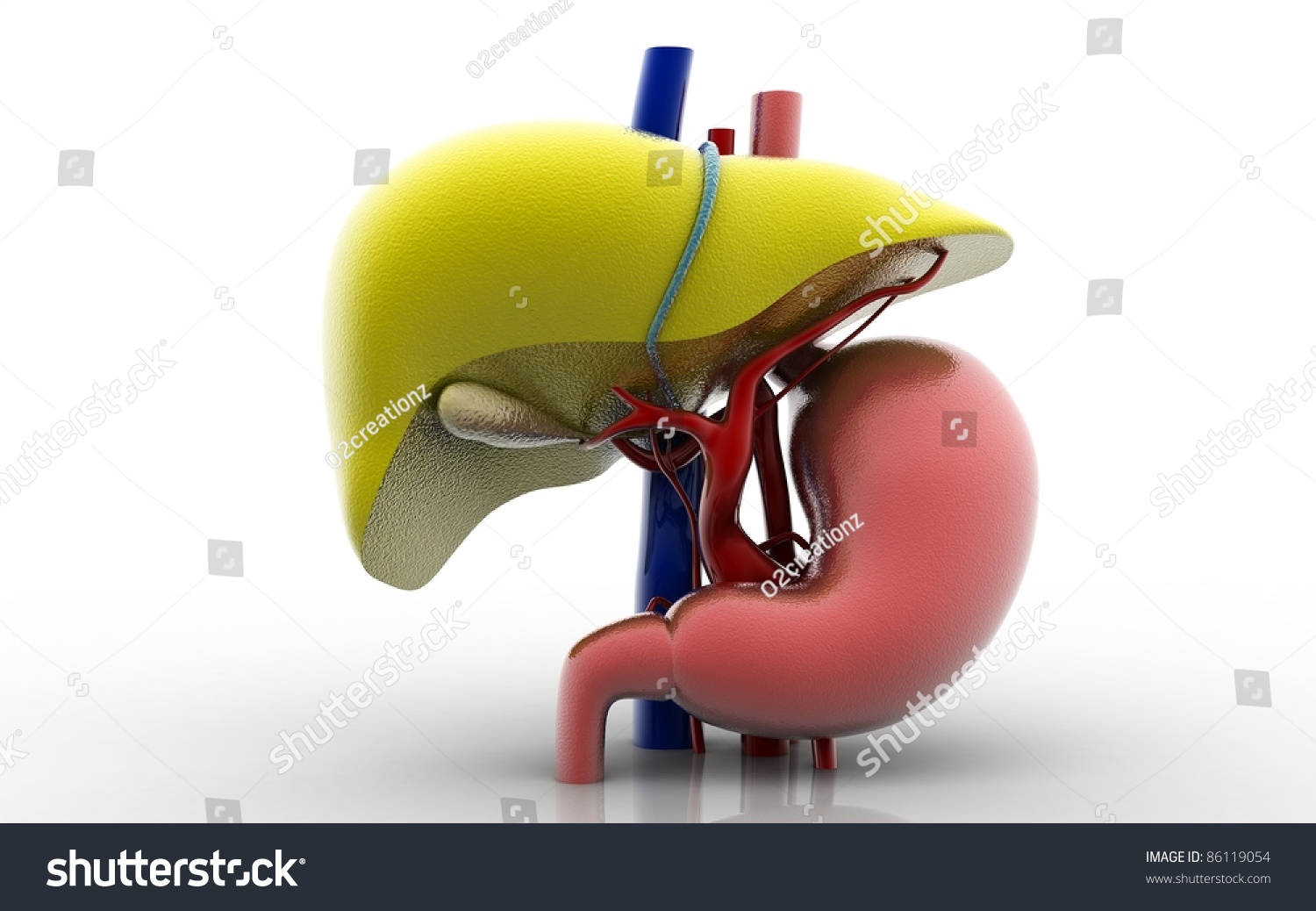 3d Liver Stomach On White Background Stock Illustration 86119054 ...