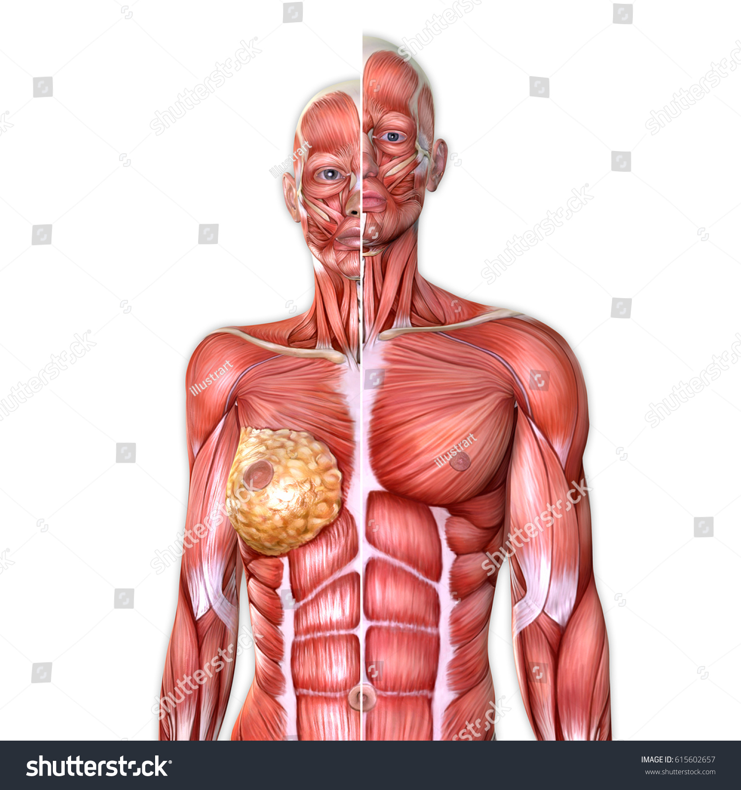 3d Male Female Torso Anatomy Together Stock Illustration 615602657