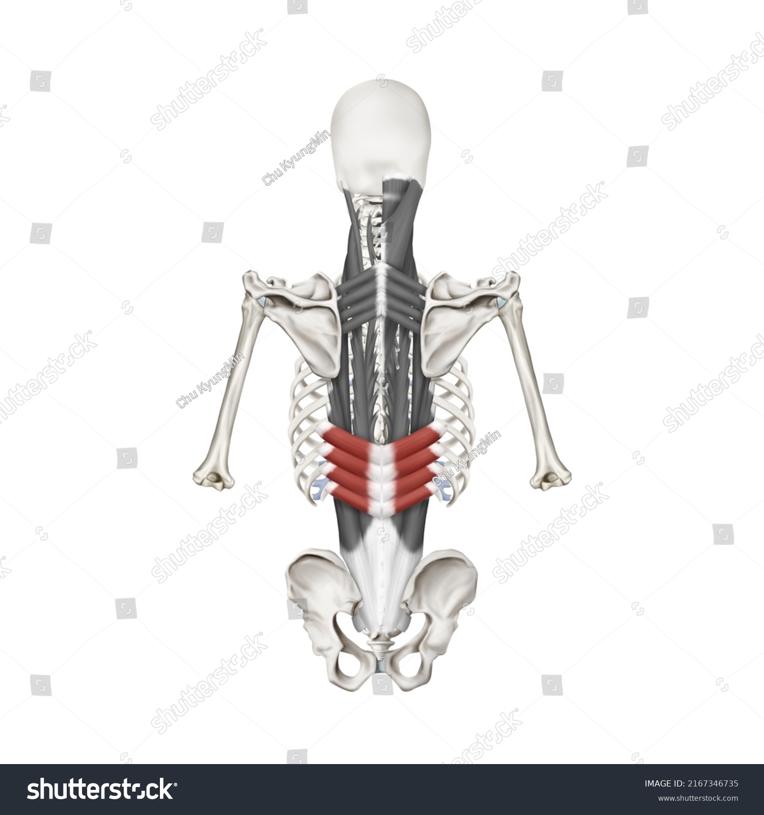 3d Medical Illustration Explaining Serratus Posterior Stock ...