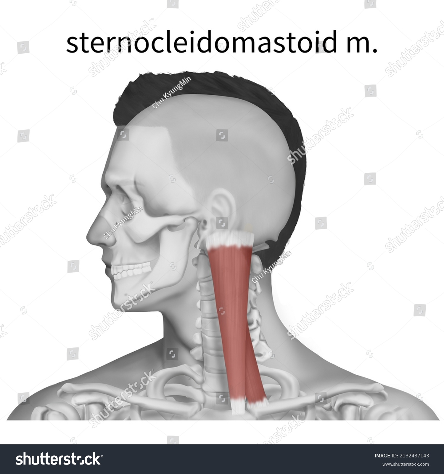 3d Medical Illustration Explaining Sternocleidomastoid Muscle Stock Illustration 2132437143 6838