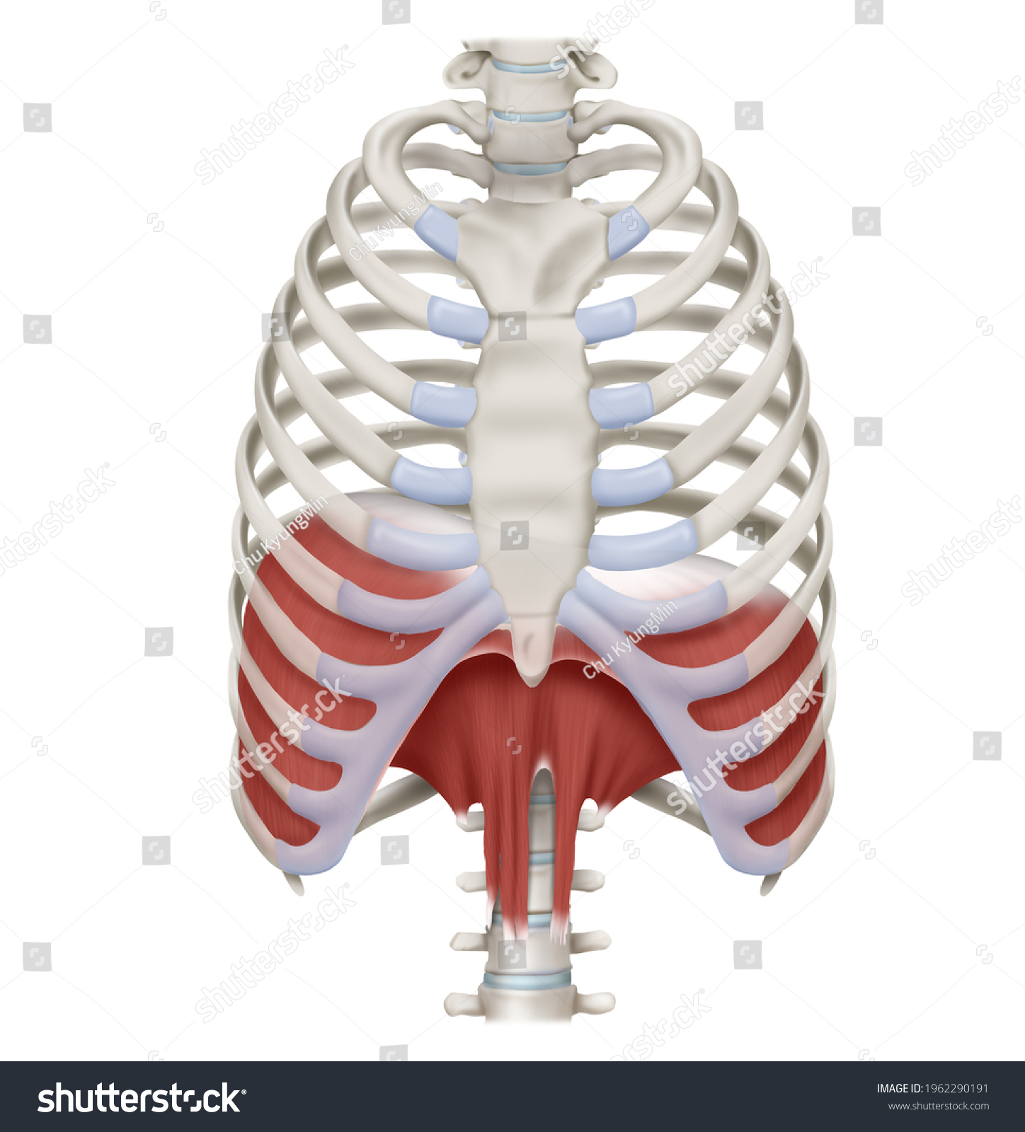 25,821 The diaphragm Images, Stock Photos & Vectors | Shutterstock