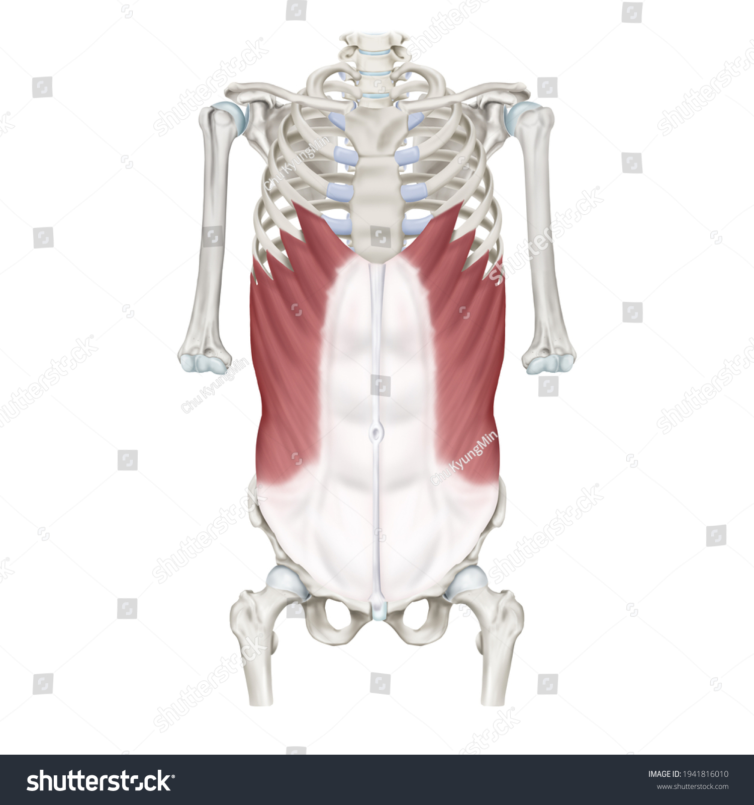 3d Medical Illustration Explanation External Oblique Stock Illustration ...