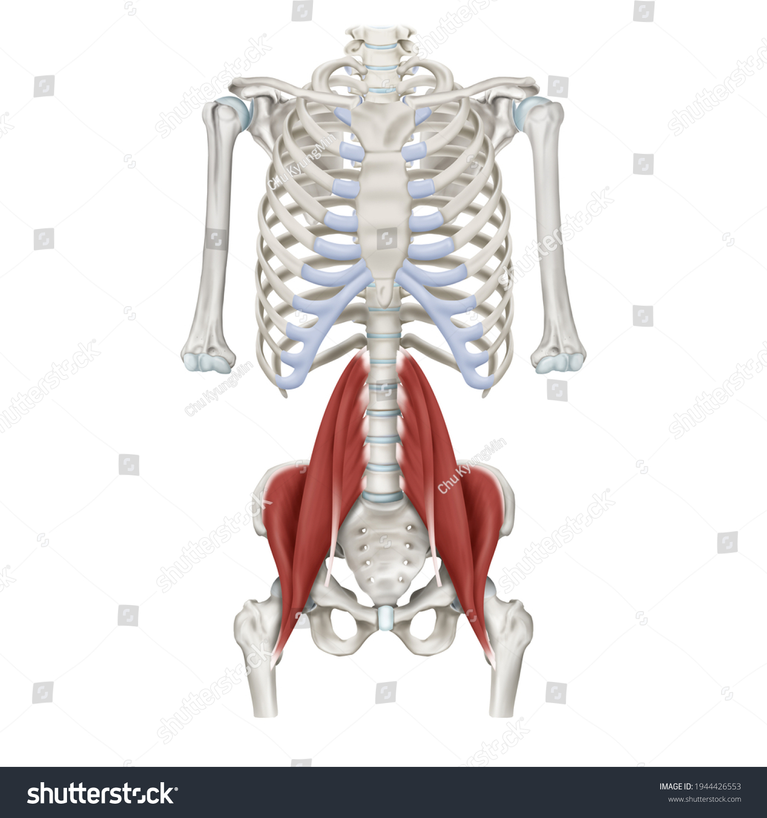 Iliopsoas Images, Stock Photos & Vectors | Shutterstock