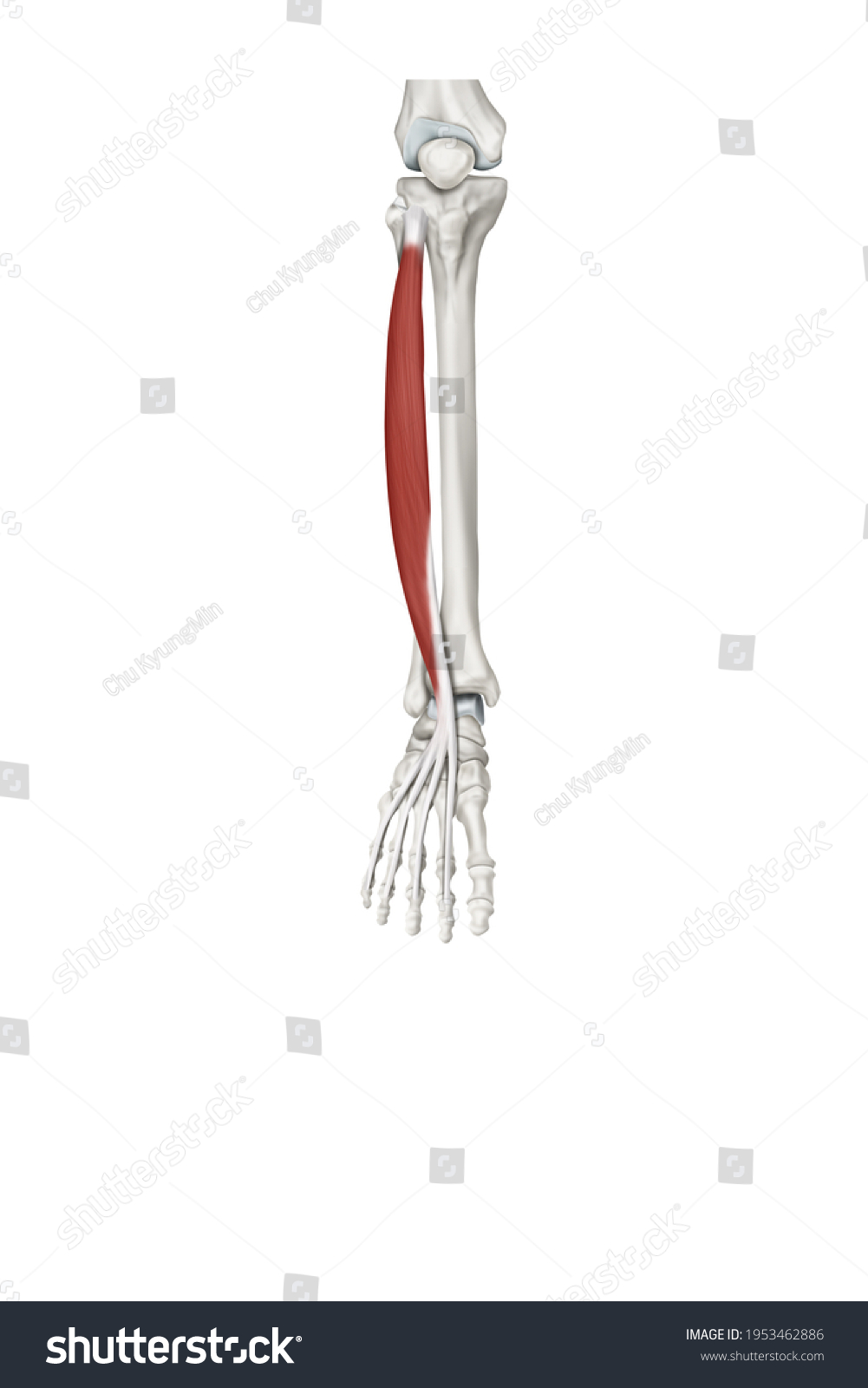 3d Medical Illustration Explanation Long Extensor Stock Illustration ...