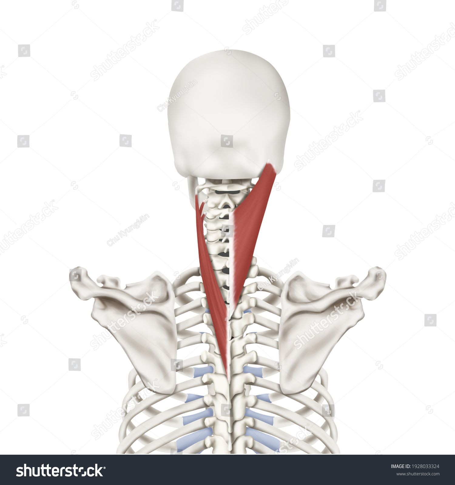 3d Medical Illustration Explanation Splenius Muscle Stock Illustration ...