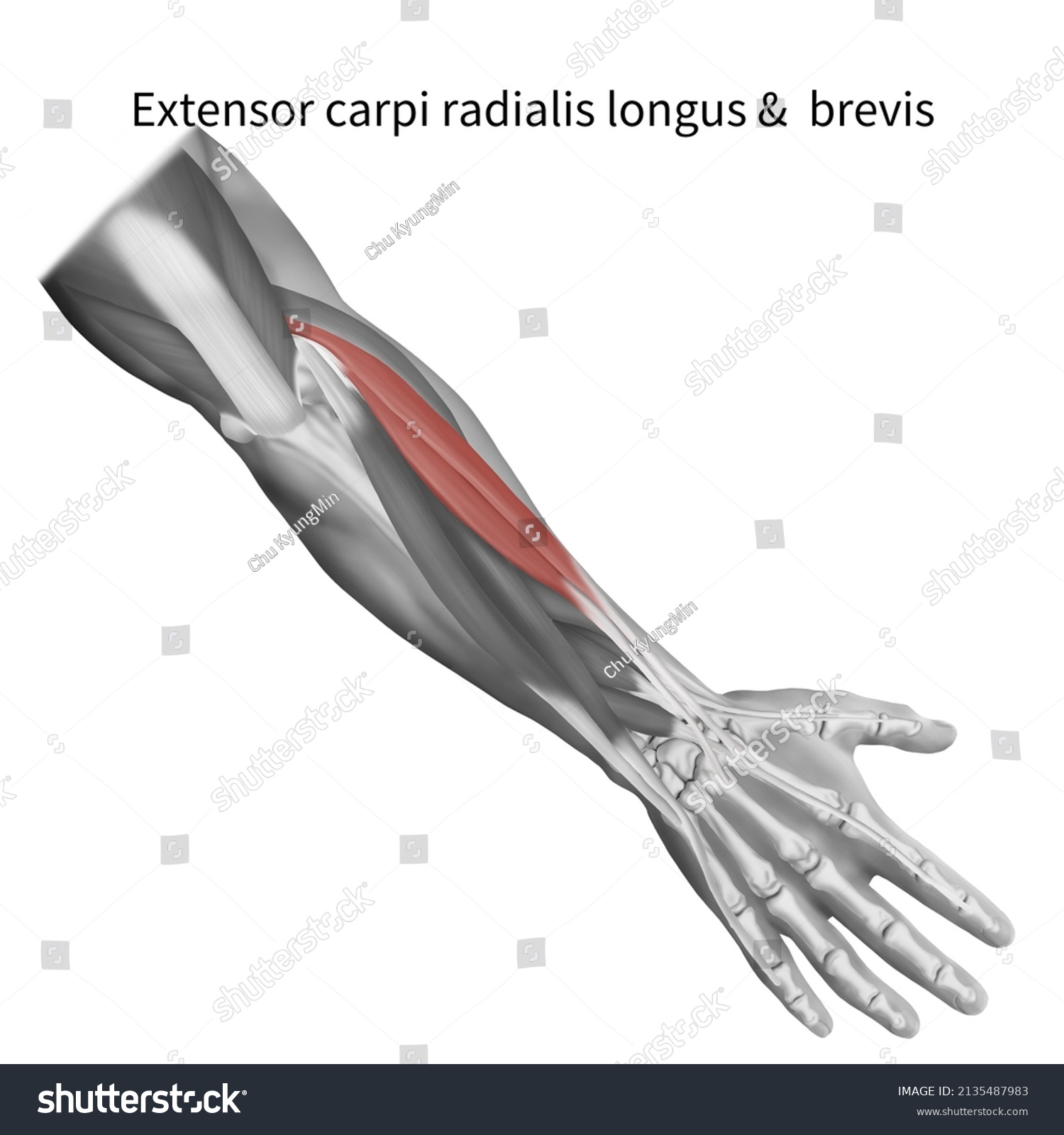 3d Medical Illustration Explain Extensor Carpi Stock Illustration ...