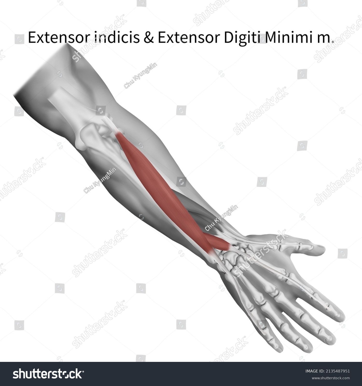 3d Medical Illustration Explain Extensor Indicis Stock Illustration ...