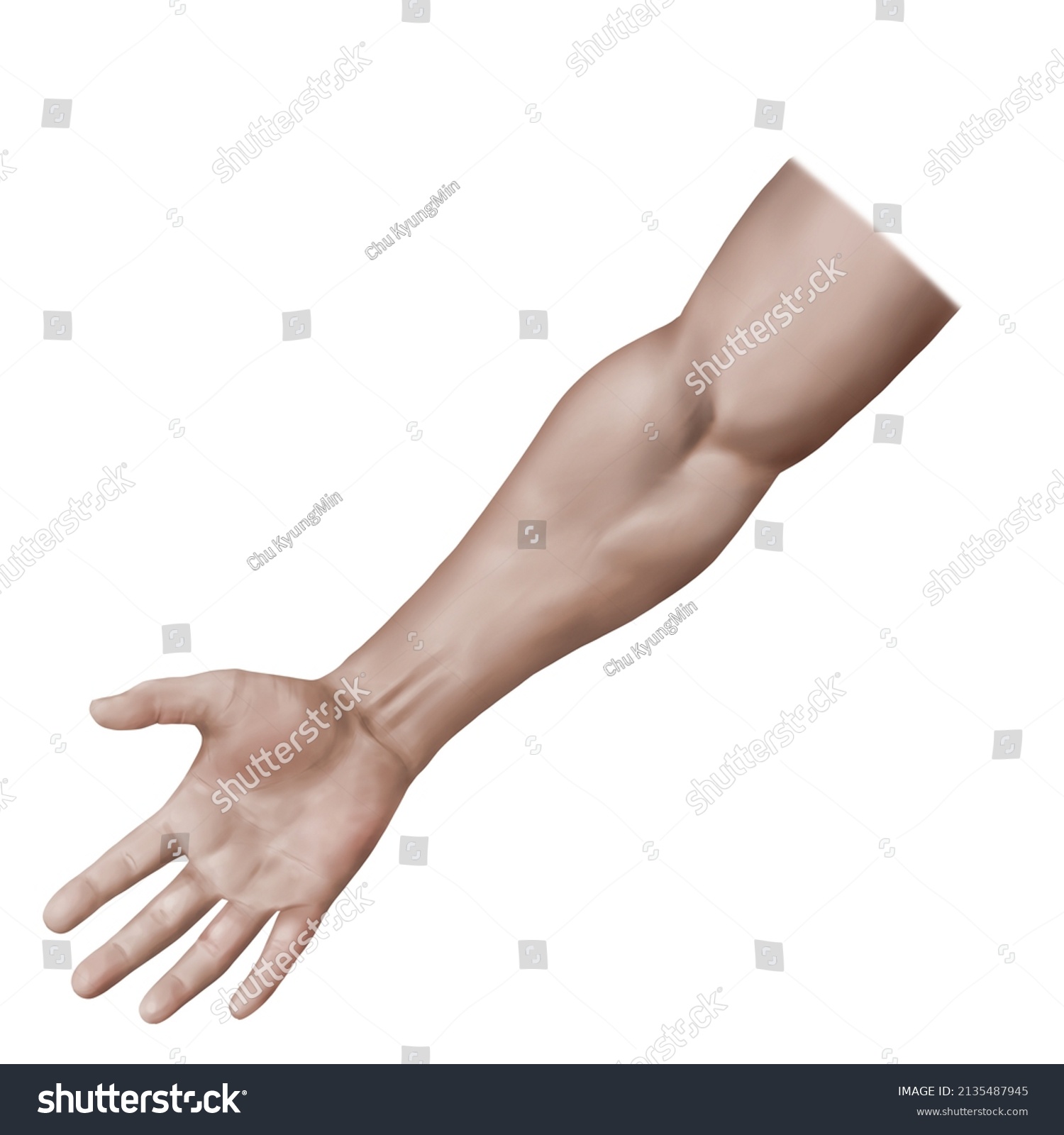 3d Medical Illustration Explain Forearm Muscle Stock Illustration ...