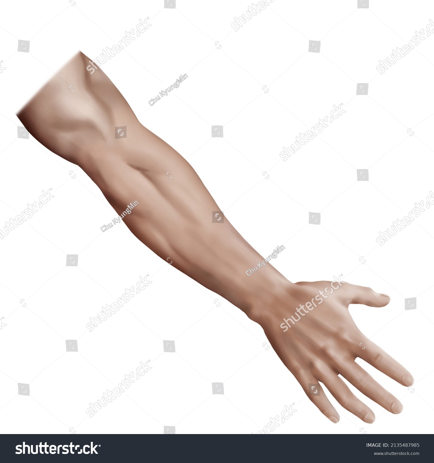 3d Medical Illustration Explain Forearm Muscle Stock Illustration 