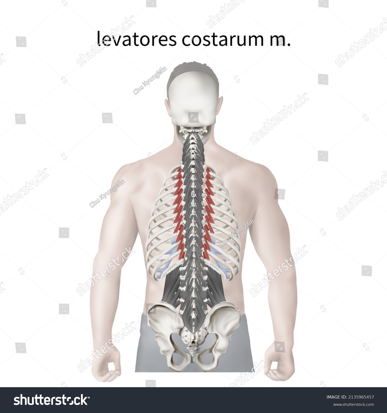 3d Medical Illustration Explain Levatores Costarum Stock Illustration 2135965457 Shutterstock 4847