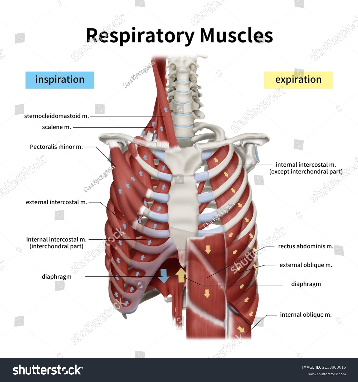 3d Medical Illustration Explain Respiratory Muscles Stock Illustration ...