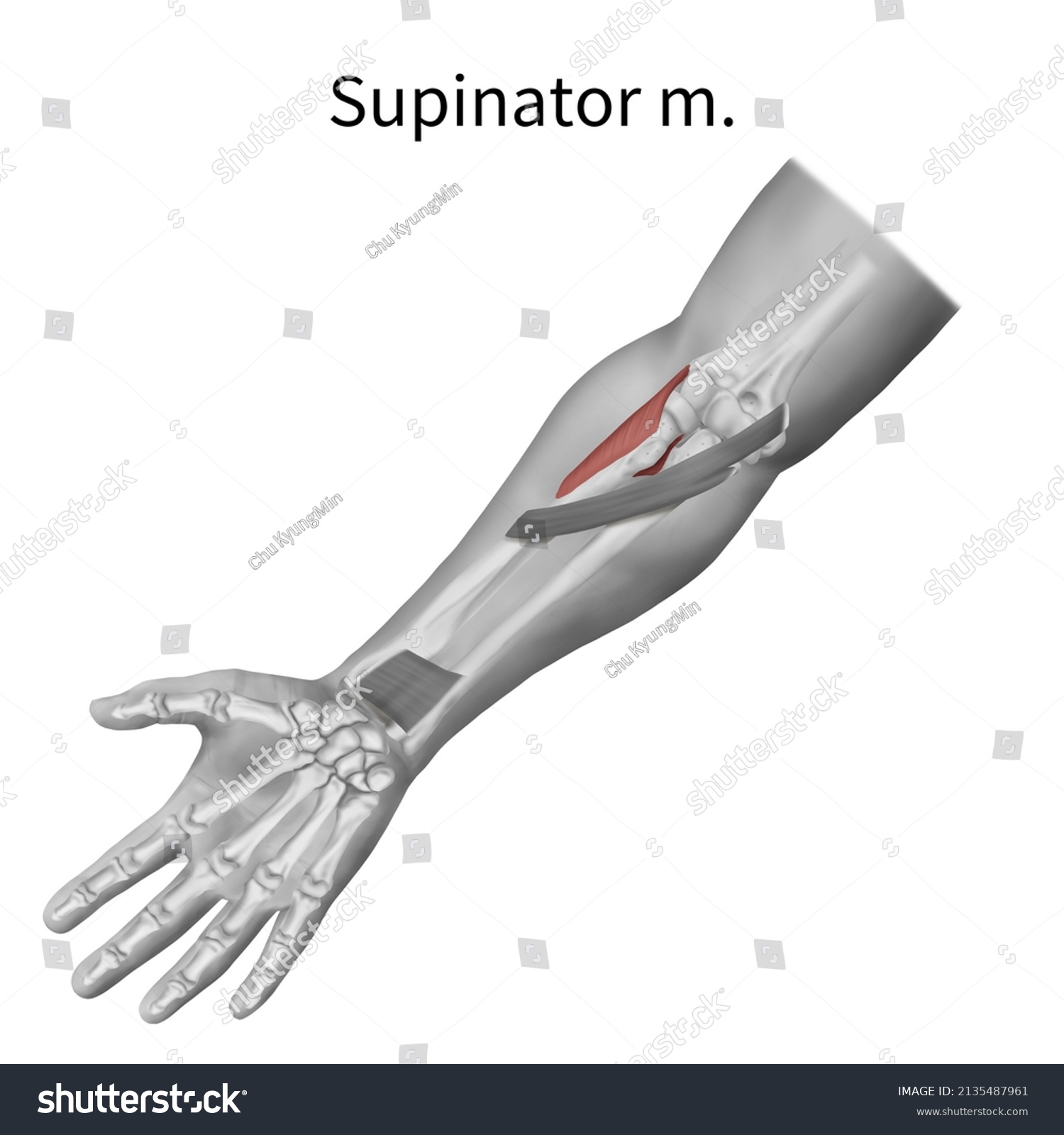 3d Medical Illustration Explain Supinator Muscle Stock Illustration 2135487961 Shutterstock 8306