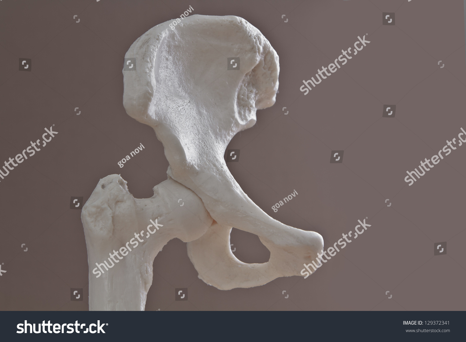 3 D Model Human Hip Joint Bones Stock Photo (Edit Now) 129372341